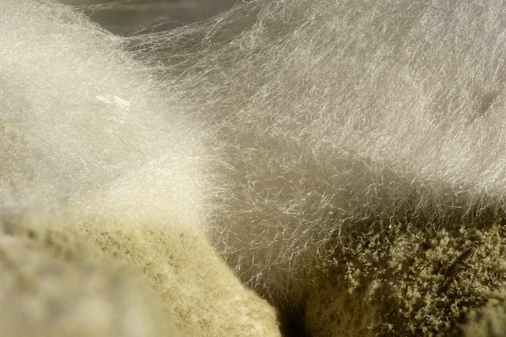 Nahaufnahme Myzel (Thomas Bresson) Nahaufnahme Myzel (Thomas Bresson)