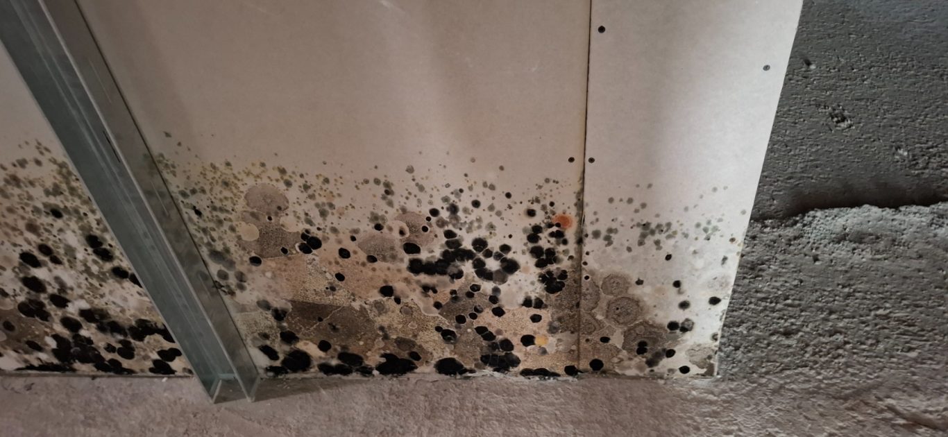 Gipskarton mit Schimmelbefall Gipskarton mit Schimmelbefall